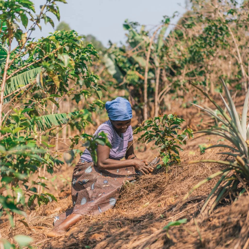 Brewing Change: How Green Coffee Buying Shapes Communities