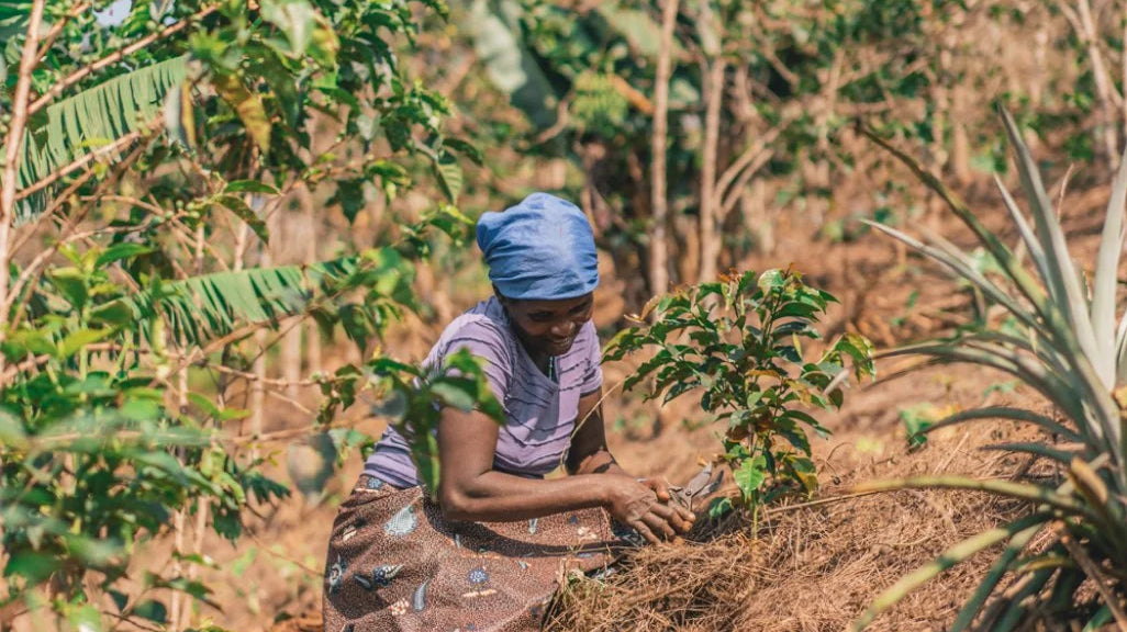 Brewing Change: How Green Coffee Buying Shapes Communities