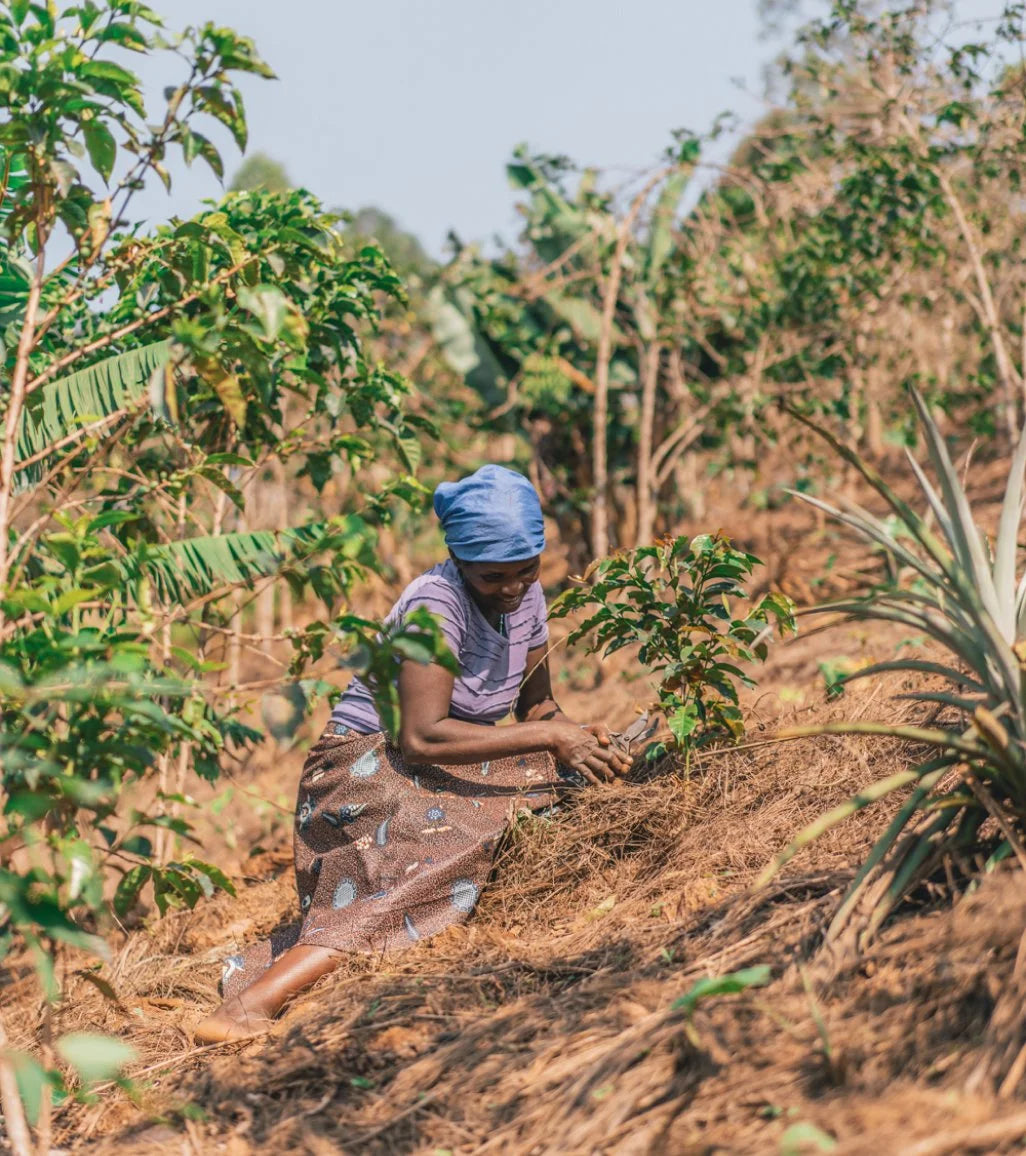 Brewing Change: How Green Coffee Buying Shapes Communities